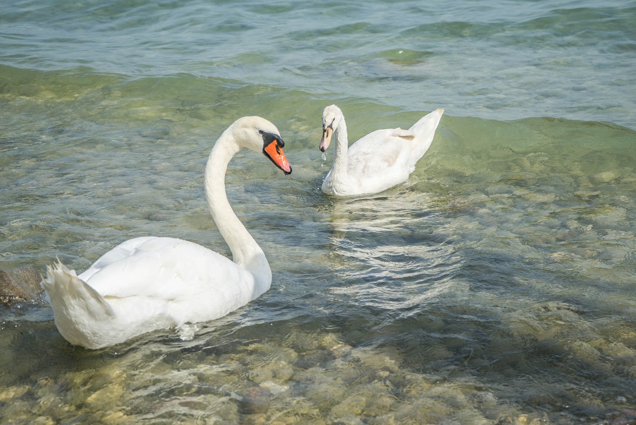 Gulbės, Paukščiai, Gamta, Laukinė Gamta, Balta, Ežero Garda, Lauke, Vasara, Nemokamos Nuotraukos,  Nemokama Licenzija