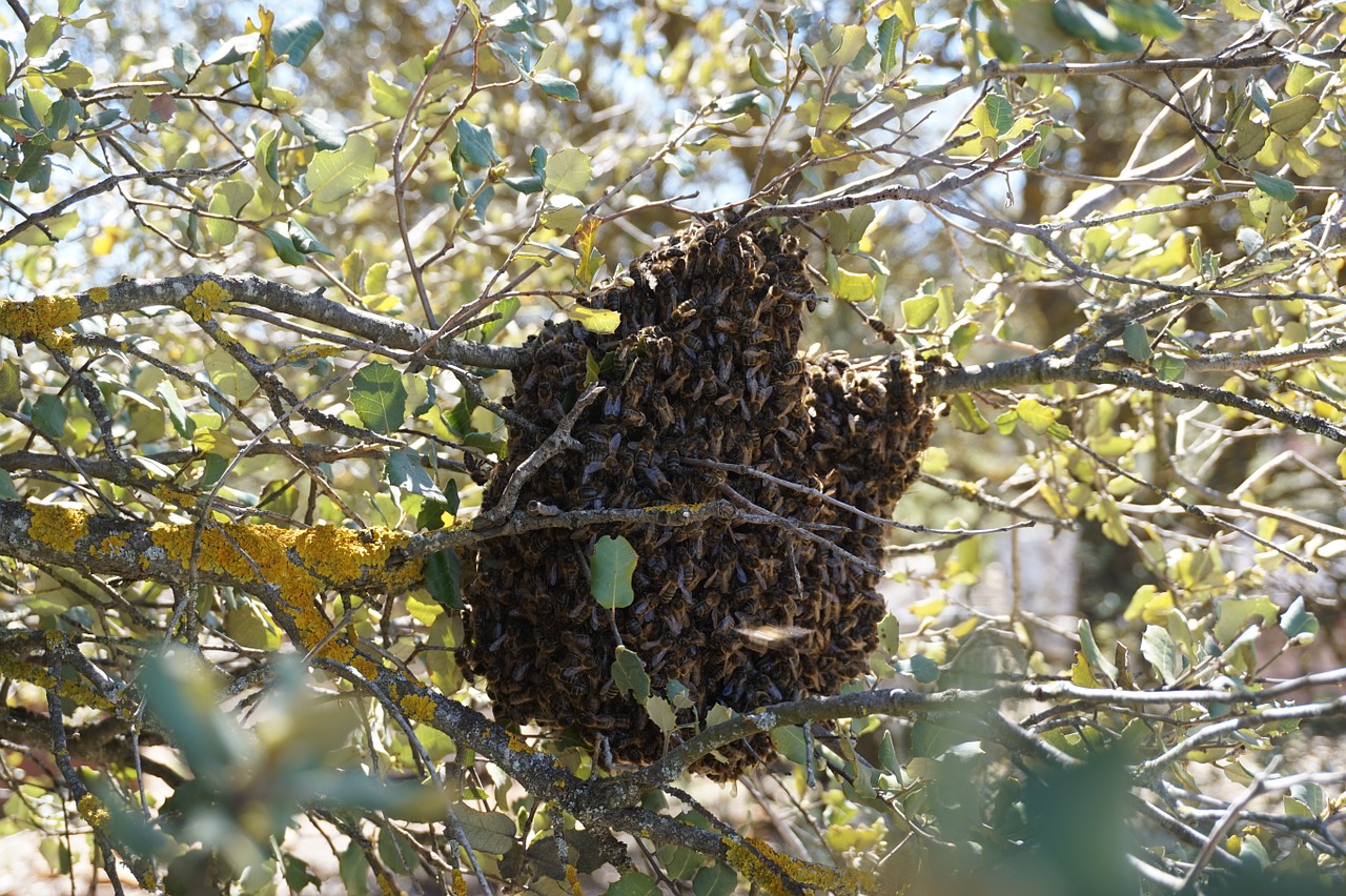 Swarm, Bitės, Bitininkystė, Gamta, Encina, Gyvenimas, Biologinė Įvairovė, Nemokamos Nuotraukos,  Nemokama Licenzija