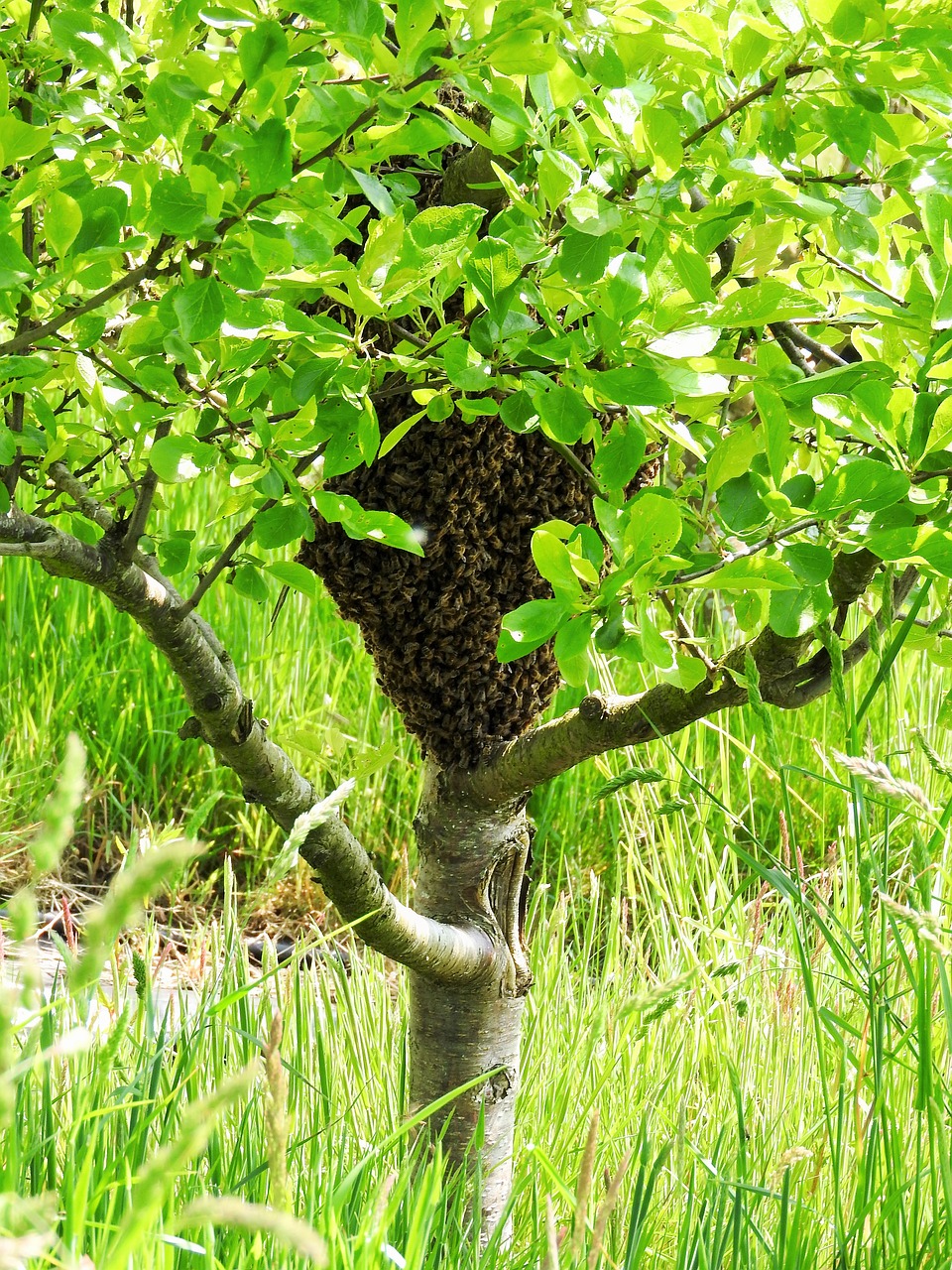 Swarm, Slyvų Medis, Bitės, Medus Bitės, Pavasaris, Medis, Slyva, Žiedas, Gėlė, Gamta