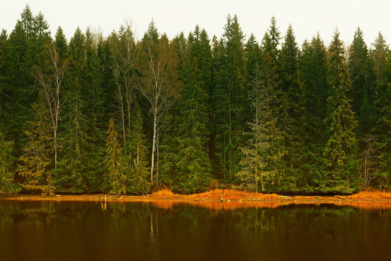 Švedija, Miškas, Medžiai, Miškai, Ežeras, Vanduo, Apmąstymai, Kraštovaizdis, Gamta, Lauke