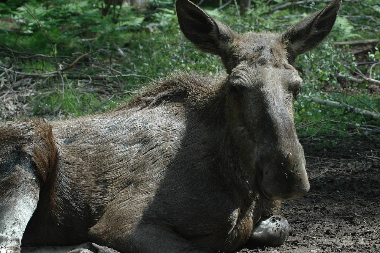 Švedija, Miškas, Ežeras, Kraštovaizdis, Nemokamos Nuotraukos,  Nemokama Licenzija