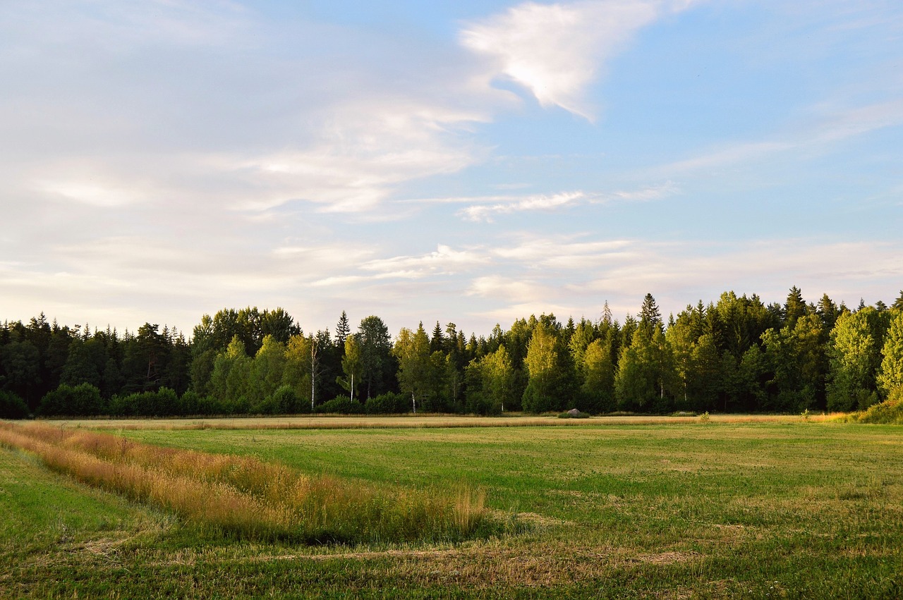 Švedija,  Lova,  Vasara,  Žalias,  Pobūdį,  Žolė,  Peizažai,  Medis,  Himmel,  Gražiai