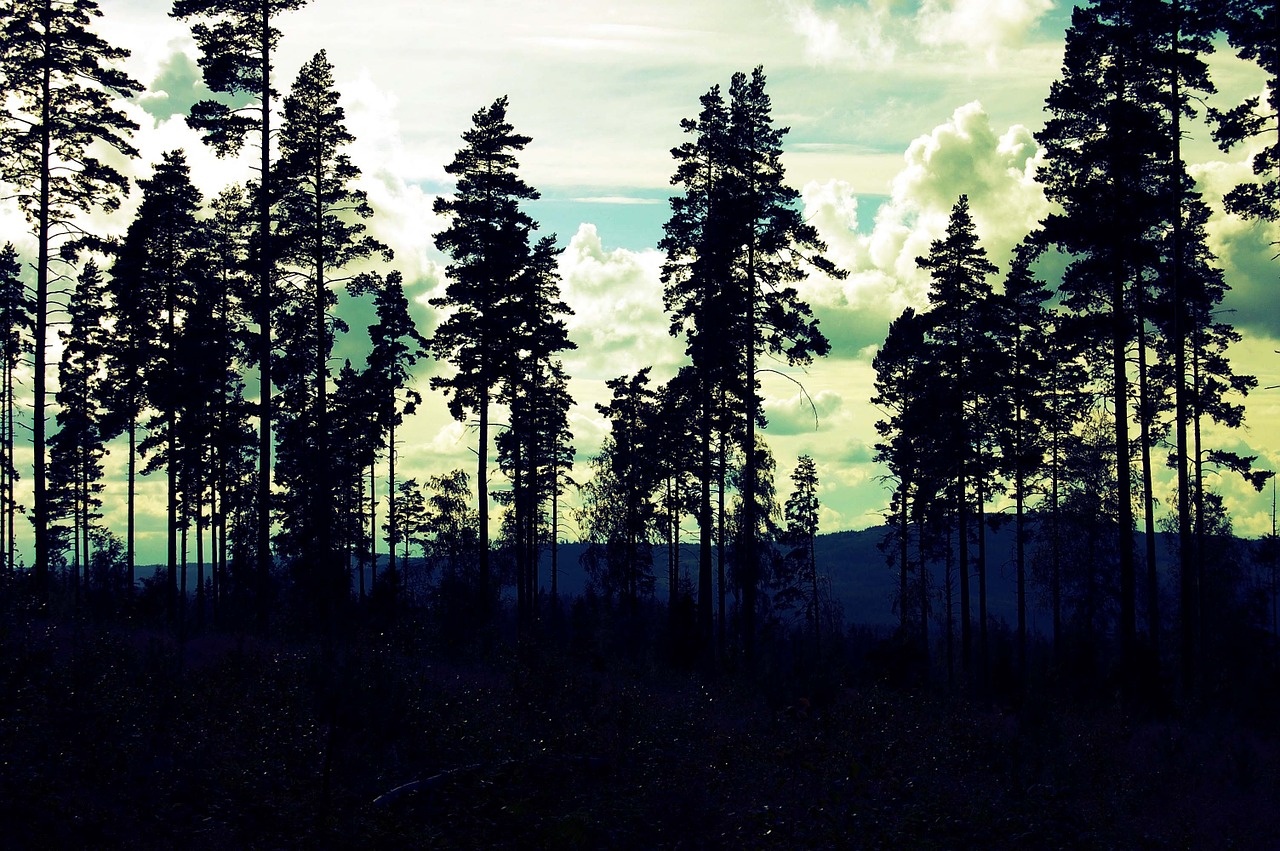 Švedija,  Medžiai,  Gamta,  Miškas,  Lauke, Nemokamos Nuotraukos,  Nemokama Licenzija