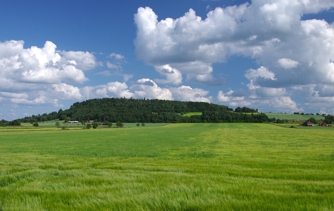 Švedija, Kraštovaizdis, Dangus, Debesys, Vasara, Pavasaris, Laukai, Žolė, Augalai, Miškas