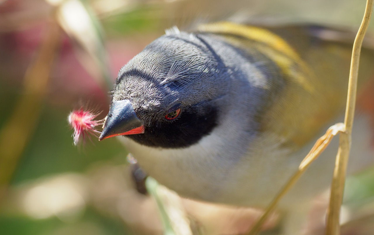 Swee Waxbill,  Paukštis,  Sėklos-Rijikas,  Paukščių,  Gyvūnas,  Pobūdį,  Snapas,  Gyvūnijos,  Plunksna,  Laukinių