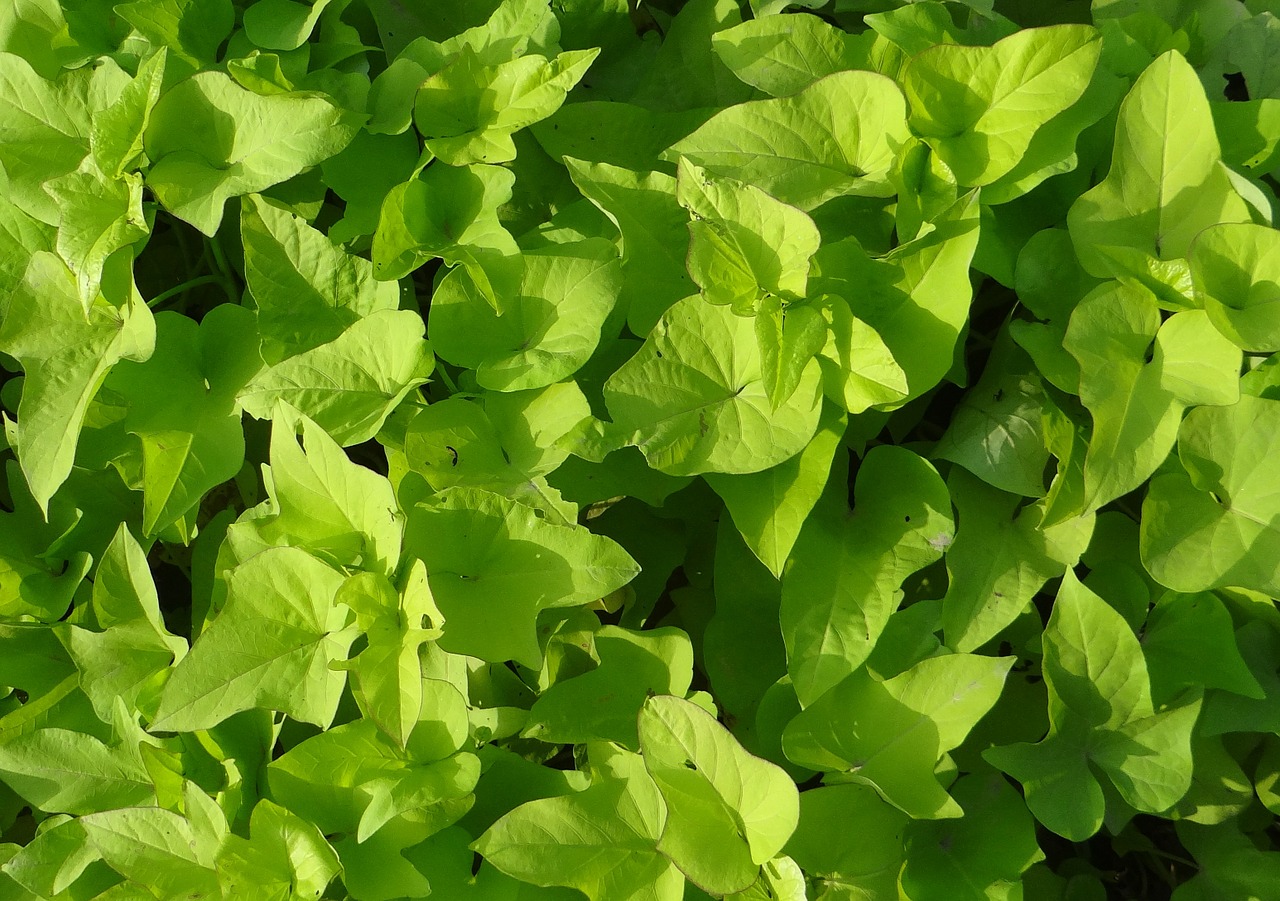 Saldus Carolinas, Ipomoea Batatas, Ornamentinės Saldžiosios Bulvės, Convolvulaceae, Indija, Nemokamos Nuotraukos,  Nemokama Licenzija