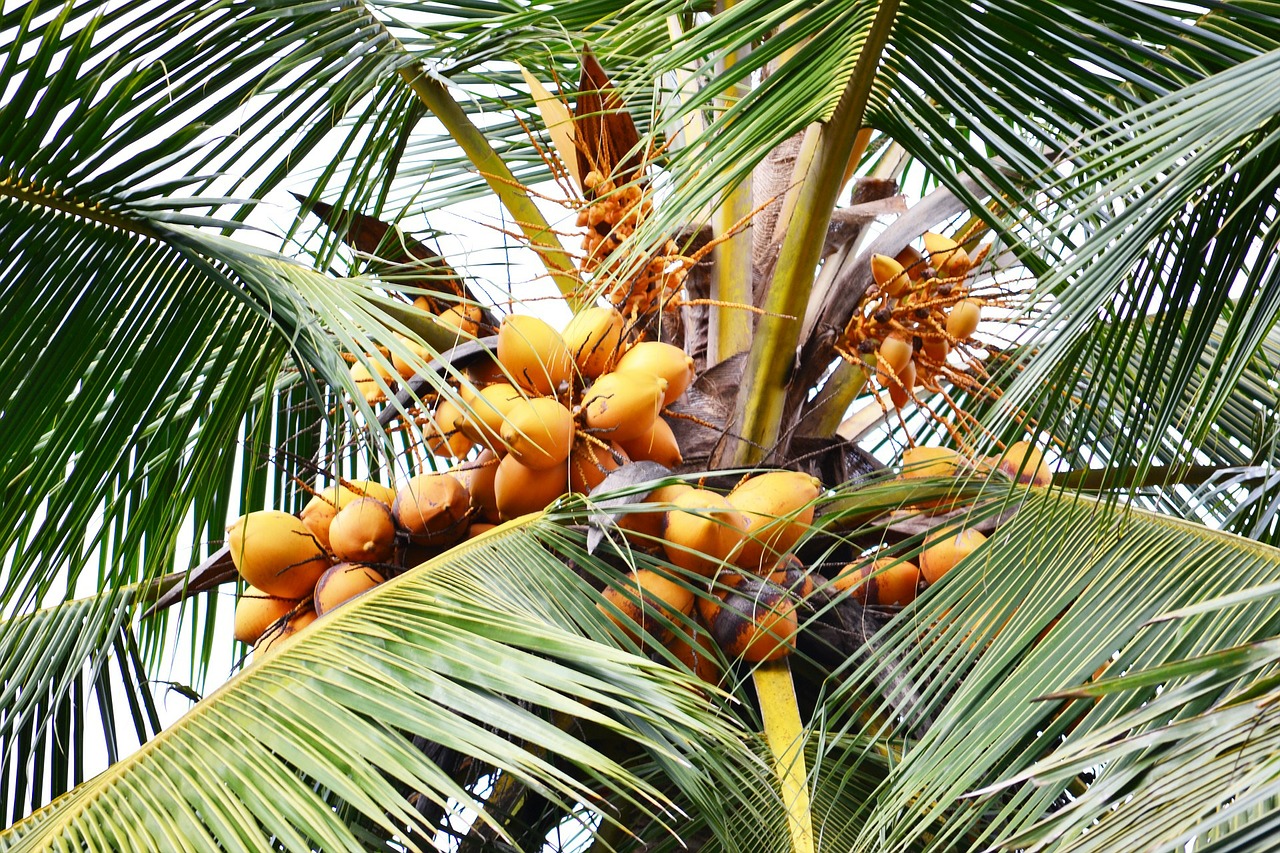 Saldus Kokosas, Oranžinis Kokosas, Kokoso, Kokoso Medis, Medis, Gamtinis Gėrimas, Mawanellla, Šri Lanka, Ceilonas, Nemokamos Nuotraukos
