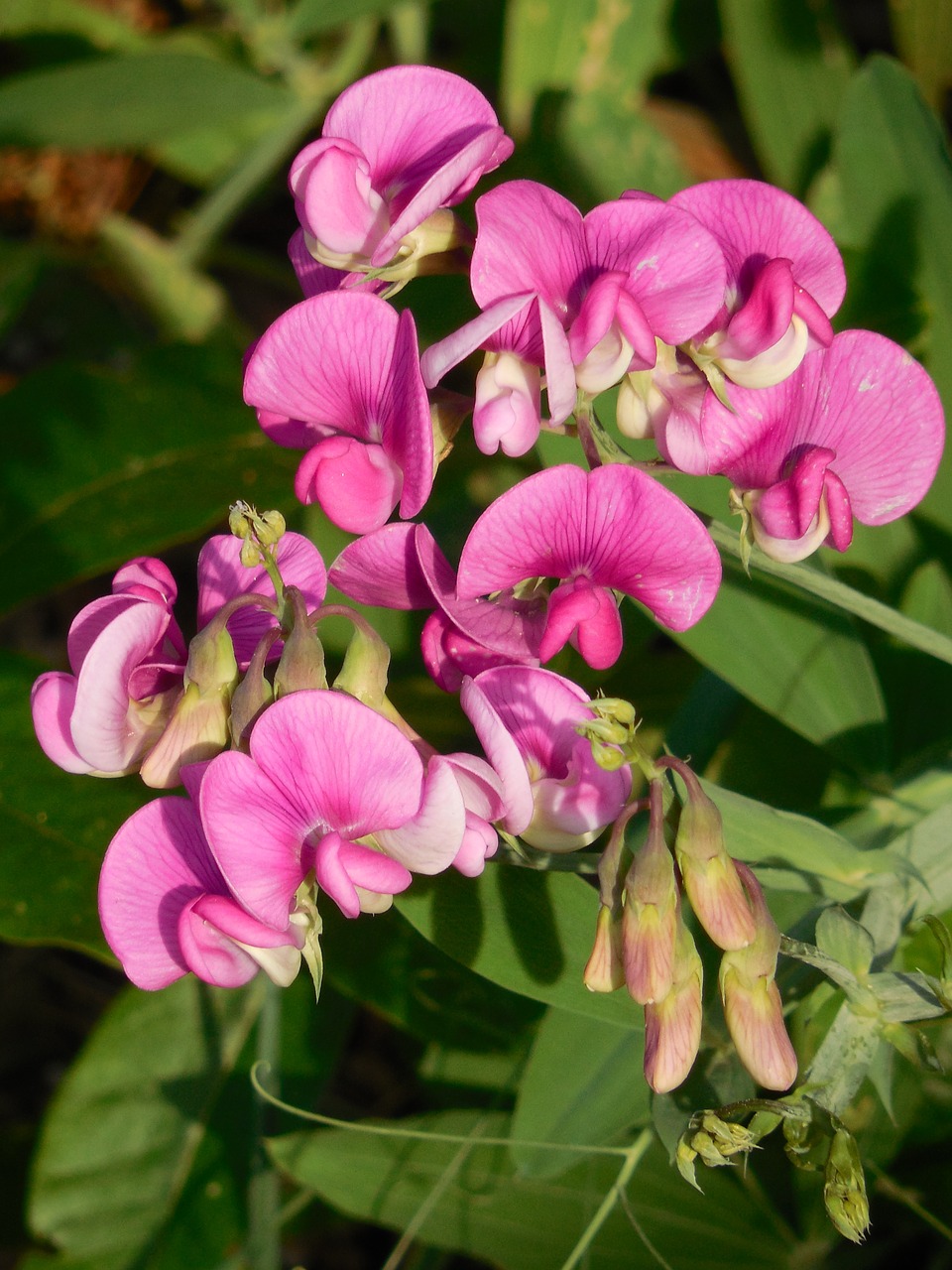 Kvapusis Pelėžirnis, Laukinė Gėlė, Saldus, Žirnis, Laukiniai, Gėlė, Augalas, Gamta, Žydėti, Flora