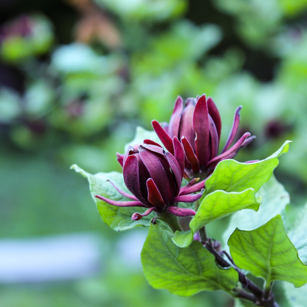 Saldus Krūmas, Calycanthus Floridus, Tamsiai Raudona, Gėlė, Apdaila, Žydėti, Nemokamos Nuotraukos,  Nemokama Licenzija