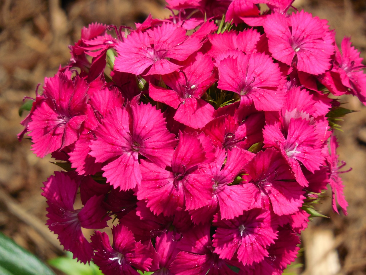 Sweet William, Dianthus, Gėlė, Sodas, Saldus, William, Augalas, Flora, Vasara, Botanika