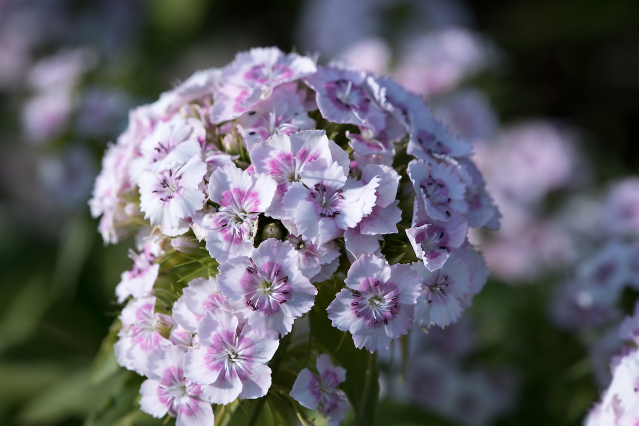 Sweet William, Gvazdikas, Gvazdikų Šeima, Rožinis, Balta, Dianthus Barbatus, Sodas, Gėlė, Dekoratyvinis Augalas, Augalas