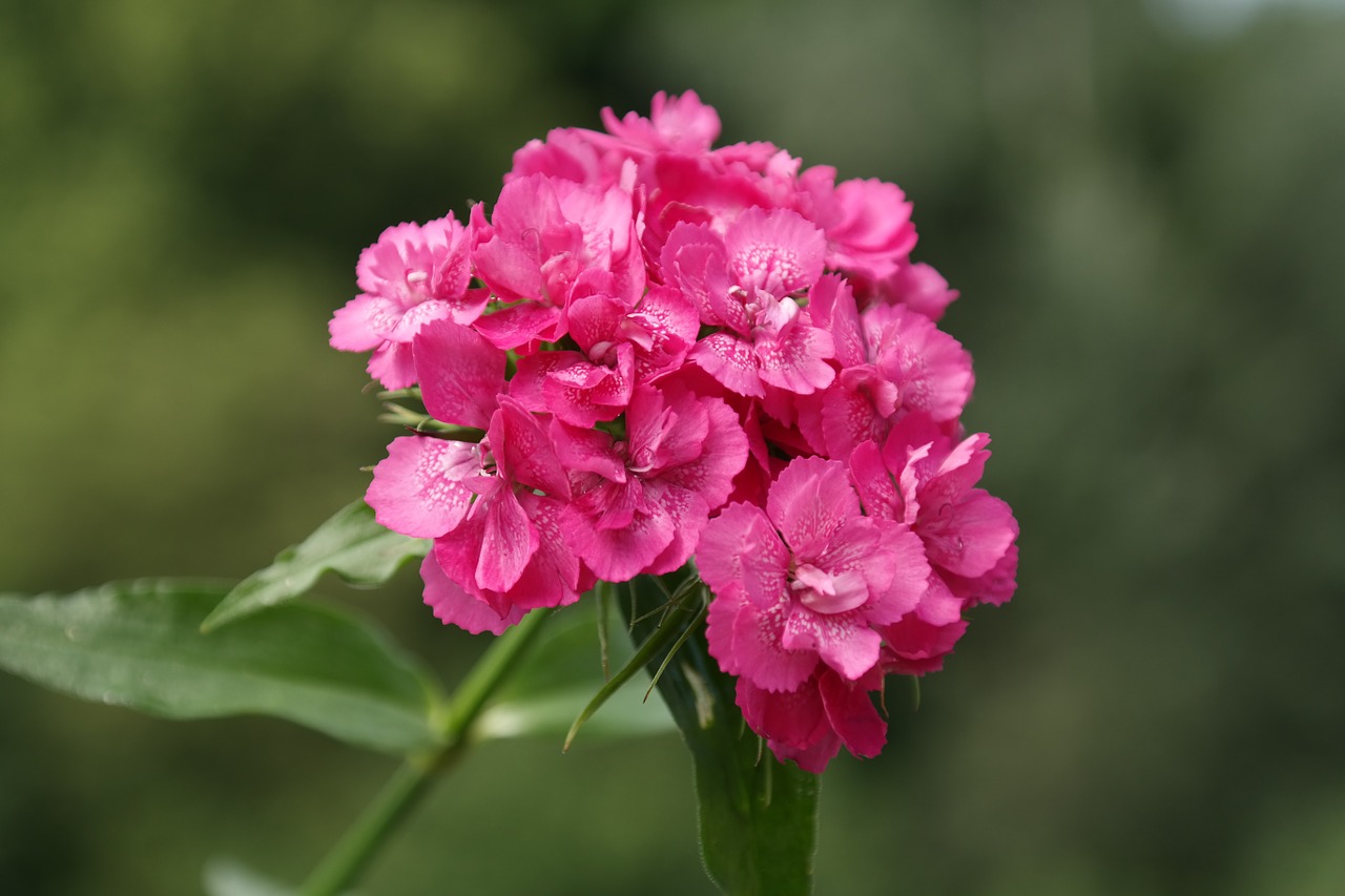 Sweet William, Žiedynas, Žiedas, Žydėti, Gėlė, Raudona, Rožinis, Dekoratyvinis Augalas, Dianthus Barbatus, Gvazdikas