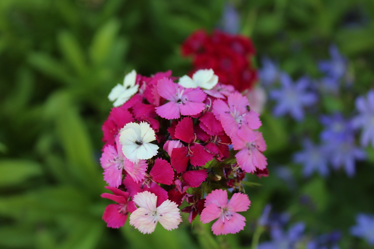 Sweet William, Vasara, Sodas, Gvazdikų Šeima, Augalas, Rožinis, Gražus, Dekoratyvinis Augalas, Balta, Nemokamos Nuotraukos