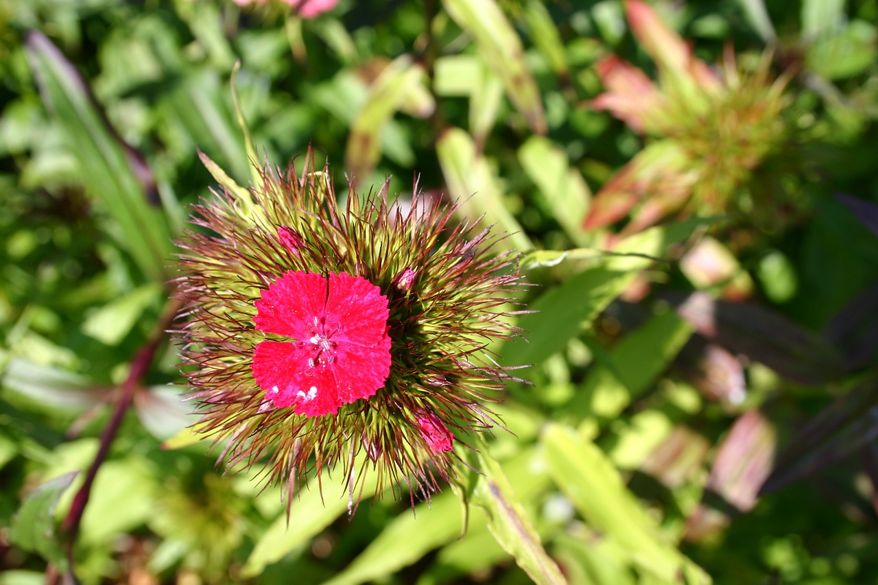 Sweet William, Gėlė, Vasara, Flora, Žiedas, Žydėti, Pavasaris, Kvepalai, Aromatas, Kvepalai