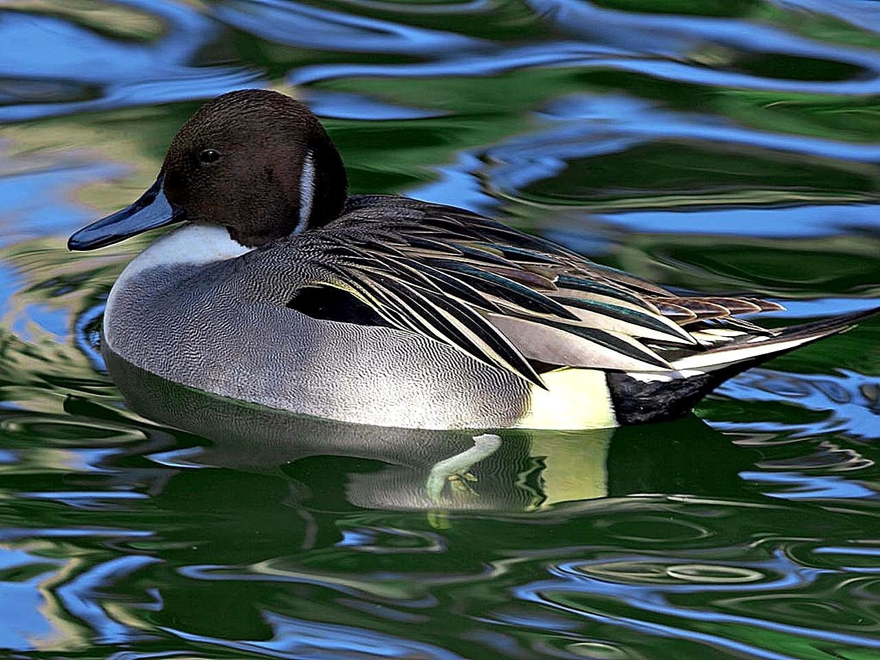 Maudytis, Meletas, Antis, Paukščiai, Gyvūnai, Fauna, Nemokamos Nuotraukos,  Nemokama Licenzija