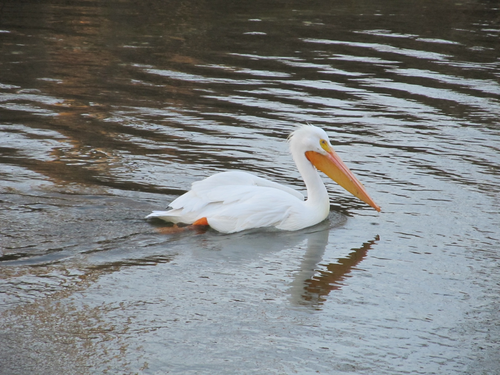 Pelican,  Paukštis,  Vanduo,  Vandens Paukščiai,  Maudytis,  Baseinas Pelikanas, Nemokamos Nuotraukos,  Nemokama Licenzija