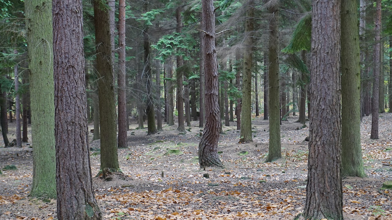 Swinley, Miškas, Anglija, Nemokamos Nuotraukos,  Nemokama Licenzija