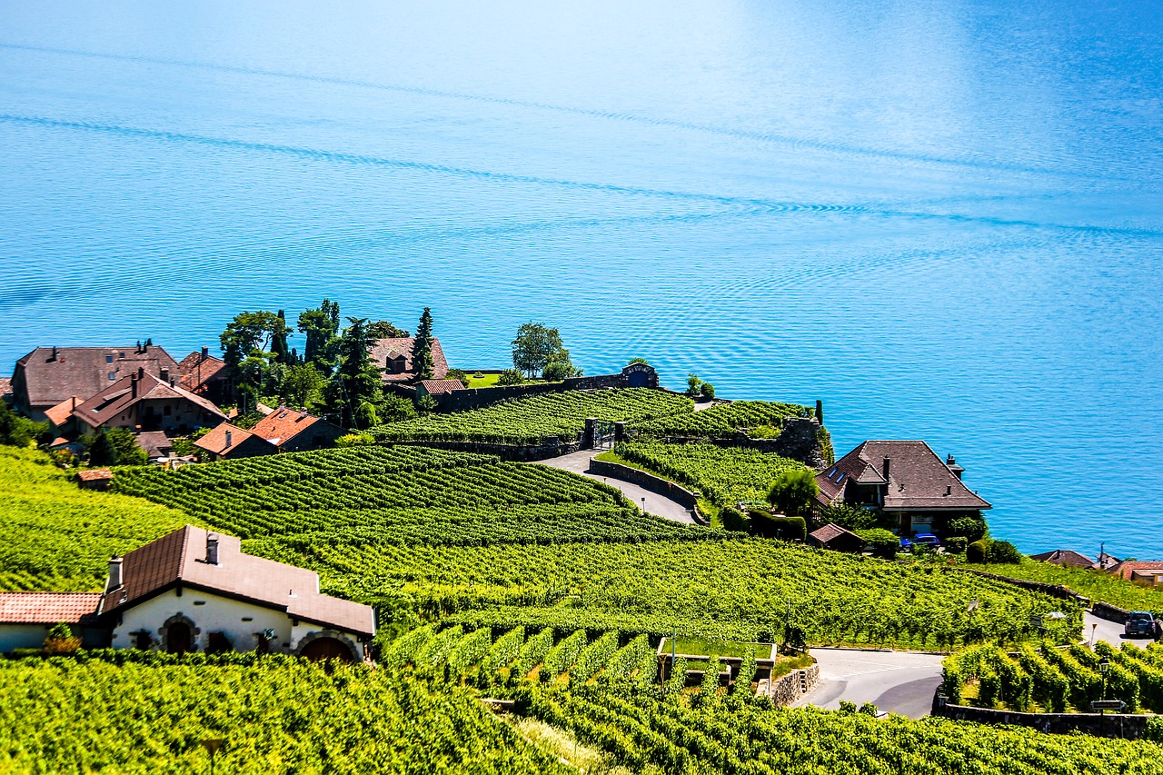 Swiss, Montreux, Vynuogynas, Nemokamos Nuotraukos,  Nemokama Licenzija