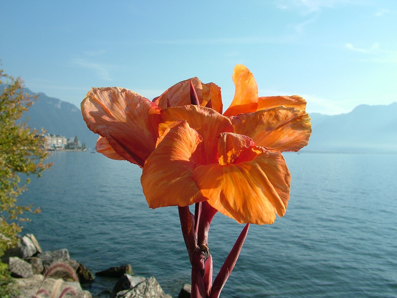 Šveicarija, Montreux, Ežero Geneva, Gėlė, Ruduo, Nemokamos Nuotraukos,  Nemokama Licenzija