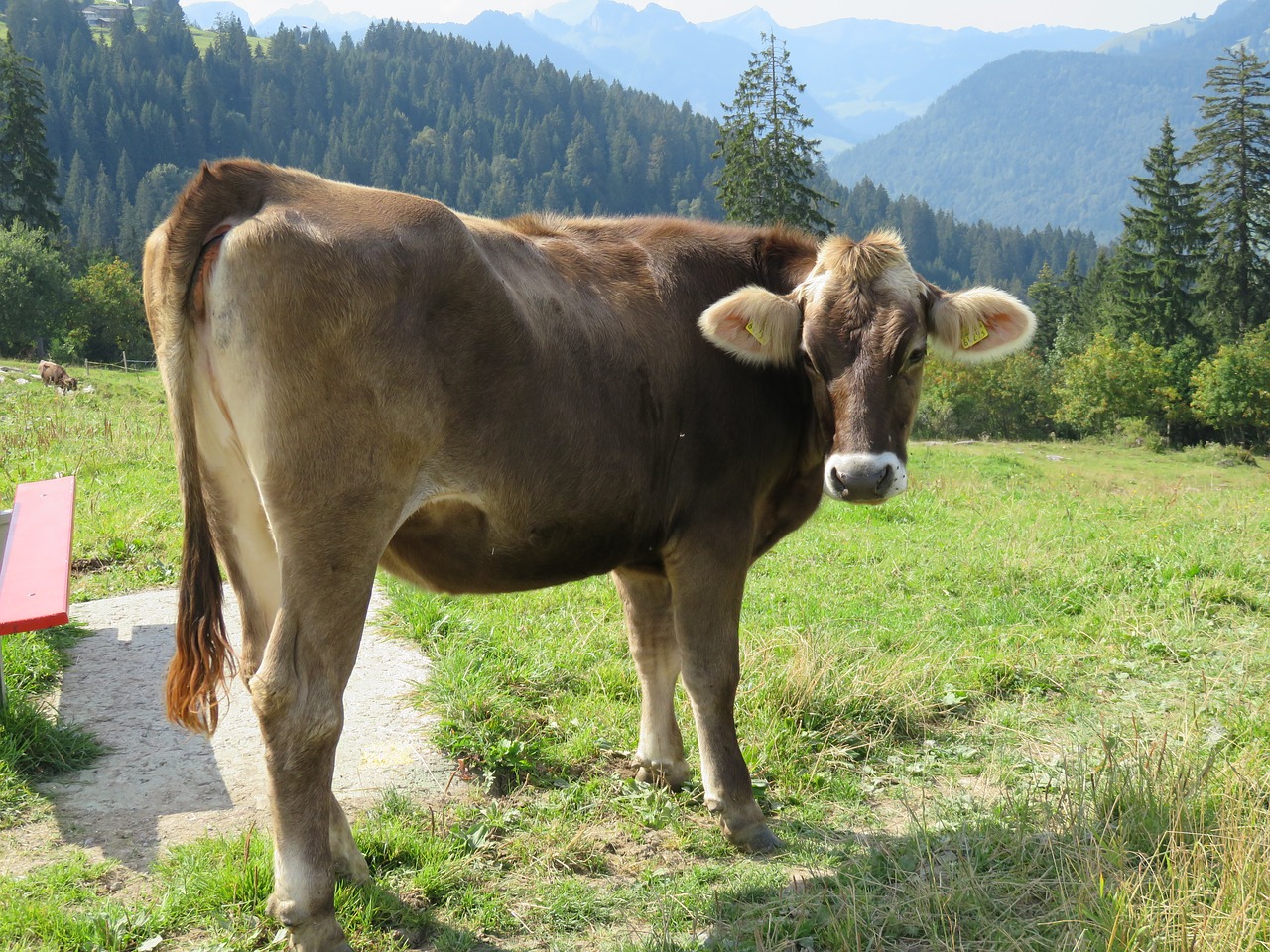 Šveicarija, Karvė, Gamta, Nemokamos Nuotraukos,  Nemokama Licenzija