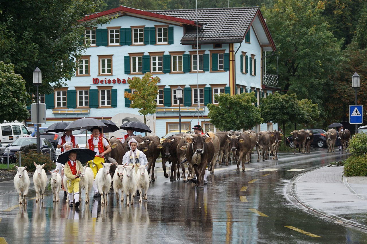 Šveicarija, Appenzell, Tipiškas, Tradicija, Désalpe, Karvės, Ožkos, Galvijai, Gyventi Stoke, Paradas