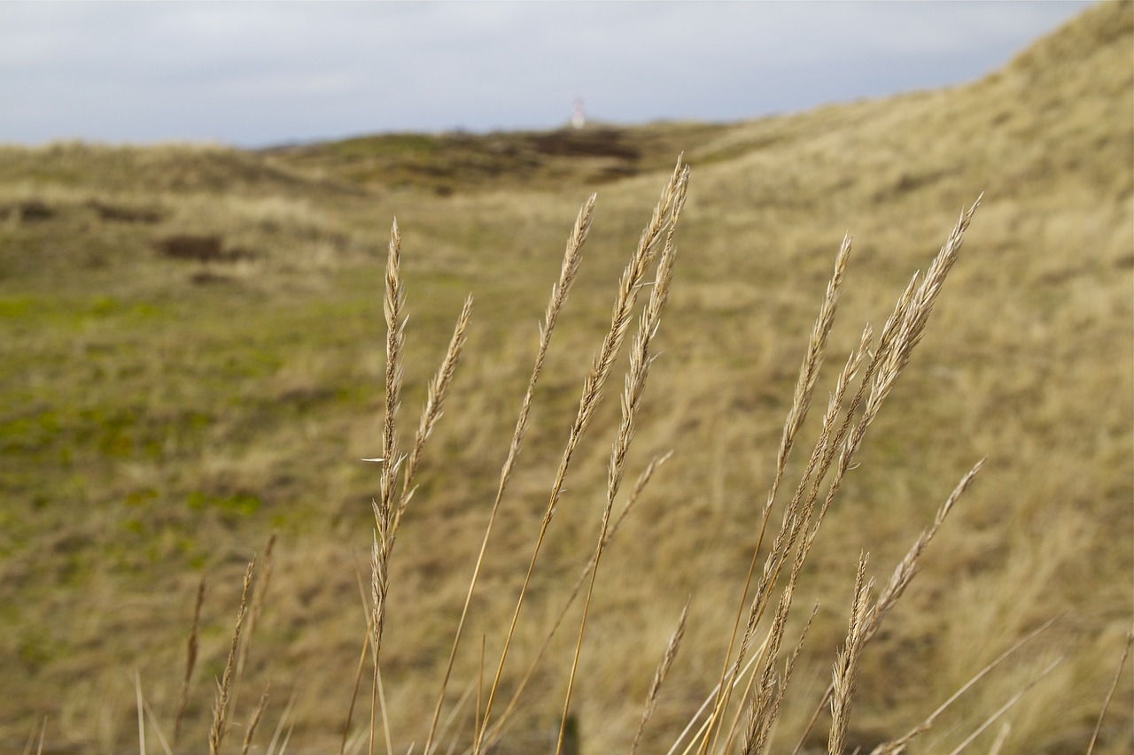 Sylt, Alkūnė, Šiaurės Jūra, Kopos, Gamtos Rezervatas, Šiaurinė Vokietija, Dangus, Gamta, Debesys, Vėjuota