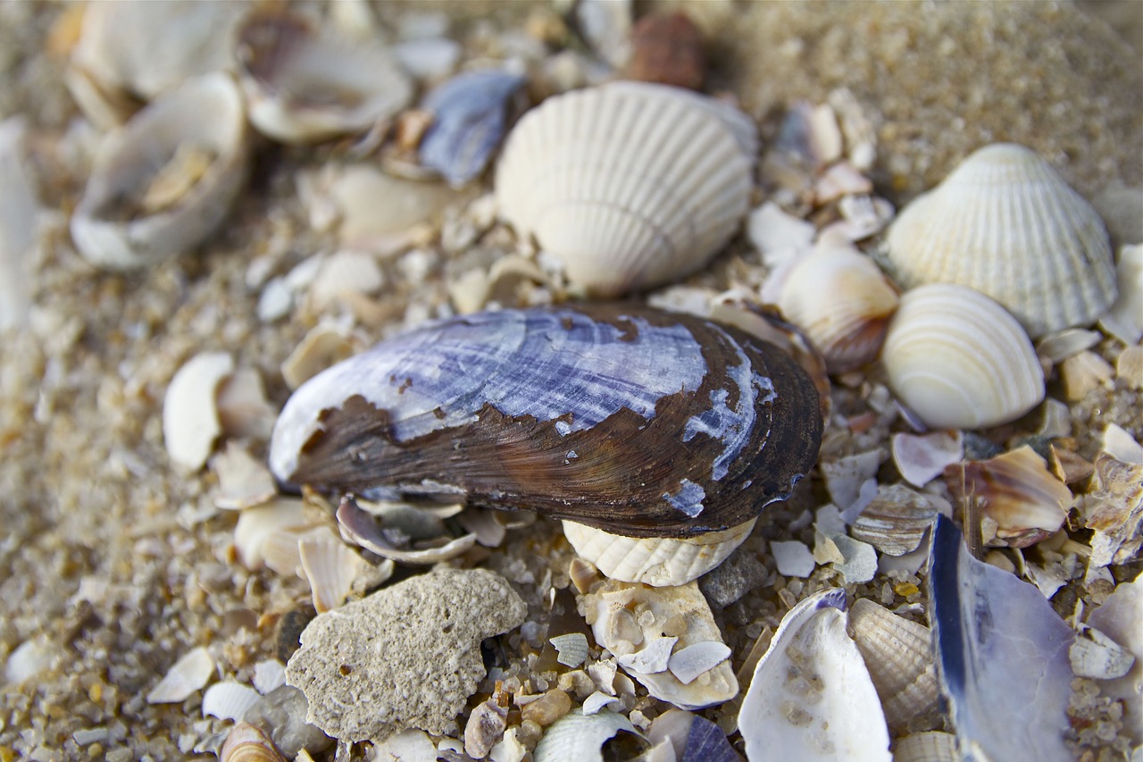 Sylt, Alkūnė, Šiaurės Jūra, Kopos, Gamtos Rezervatas, Šiaurinė Vokietija, Dangus, Gamta, Debesys, Vėjuota