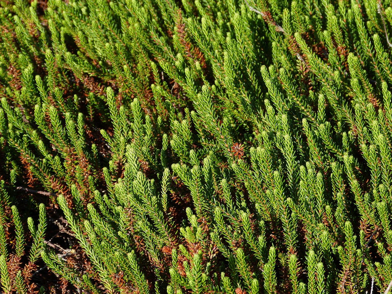 Sylt,  Heide,  Dune Kraštovaizdis,  Gamtos Rezervatas,  Kraštovaizdis,  Durpynas,  Viržynai,  Samanos,  Augalų,  Žalias