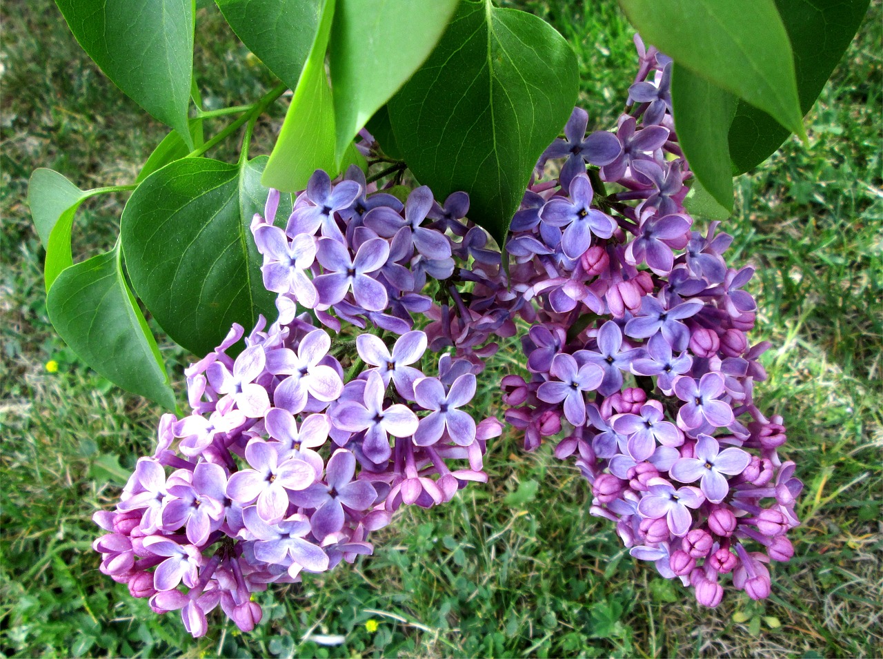 Syrenas, Violetinė, Gražus, Gėlė, Sodas, Alyva, Žydėjimas, Lapai, Medis, Žalias