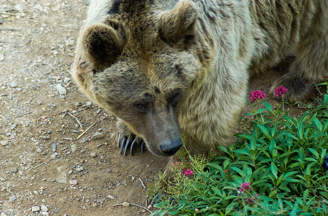 Sirija, Turėti, Kabliukas, Rudas Lokys, Zoologijos Sodas, Nemokamos Nuotraukos,  Nemokama Licenzija