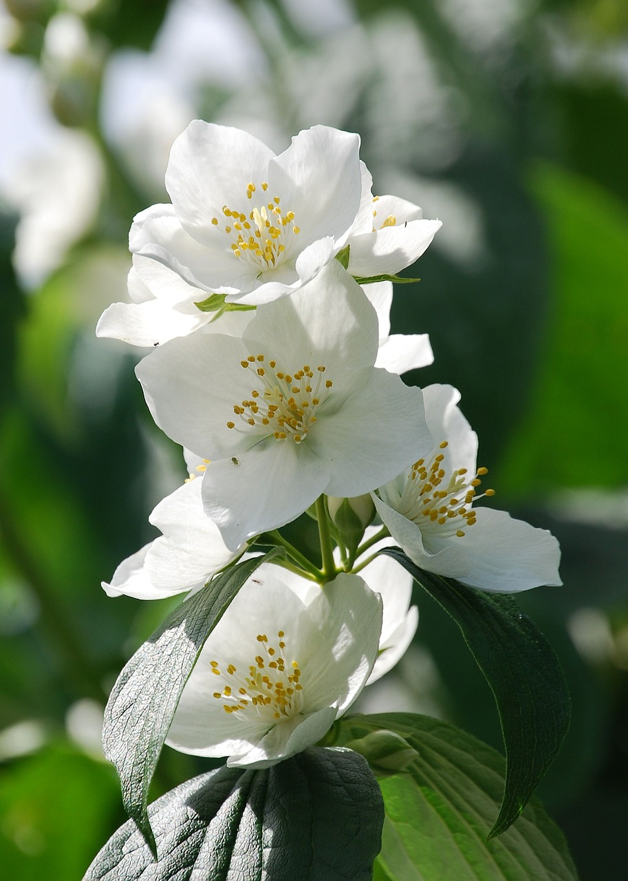 Syringa Vulgaris, Mock Oranžinė, Gėlė, Krūmas, Iš Arti, Kvepalai, Balta, Nemokamos Nuotraukos,  Nemokama Licenzija