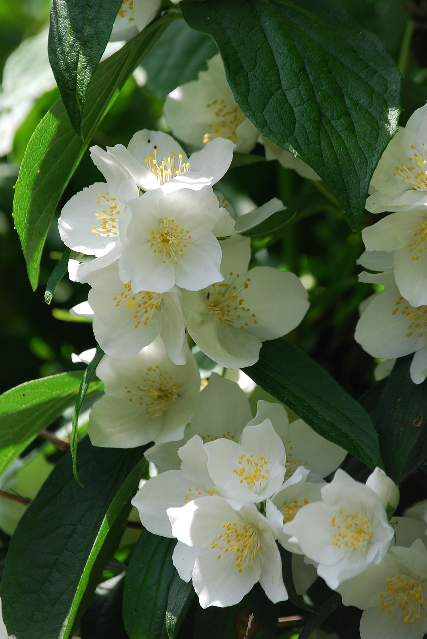 Syringa Vulgaris, Mock Oranžinė, Gėlė, Krūmas, Iš Arti, Kvepalai, Balta, Nemokamos Nuotraukos,  Nemokama Licenzija