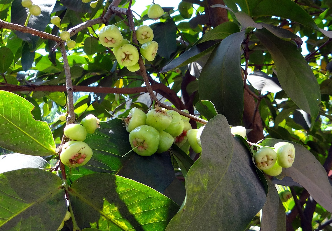 Syzygium Jambos, Medis, Rožinis Obuolys, Vaisiai, Atogrąžų, Indija, Nemokamos Nuotraukos,  Nemokama Licenzija