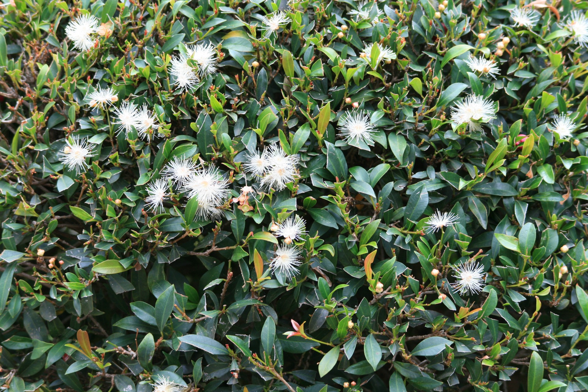 Syzygium,  Gėlės,  Balta,  Purus,  Syzygium Su Pūlingomis Gėlėmis, Nemokamos Nuotraukos,  Nemokama Licenzija