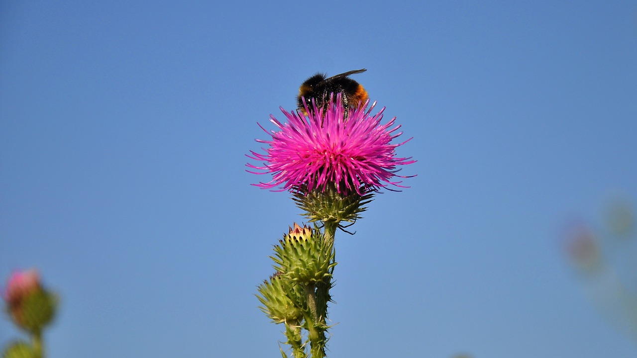 Asilas Erškėčių,  Wildflower,  Violetinė,  Gamta, Nemokamos Nuotraukos,  Nemokama Licenzija