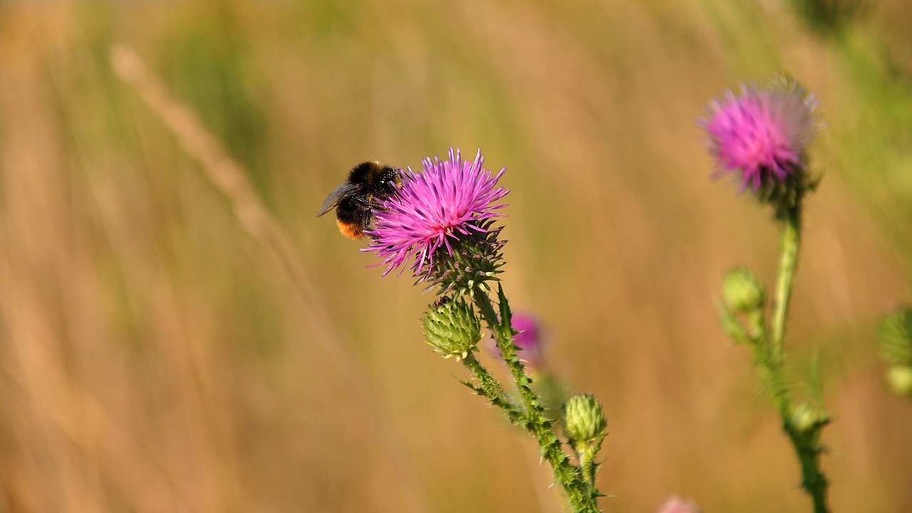 Asilas Erškėčių,  Wildflower,  Violetinė,  Gamta, Nemokamos Nuotraukos,  Nemokama Licenzija