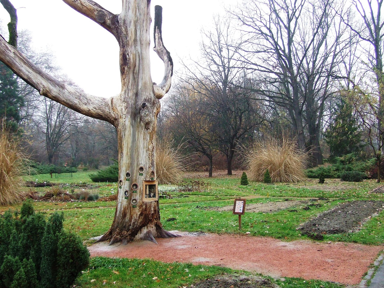 Szeged Vengrija, Arboretum, Senas Ąžuolas, Jardin Des Plantes, Parkas, Ruduo, Lietus, Botanikos Szeged, Nemokamos Nuotraukos,  Nemokama Licenzija