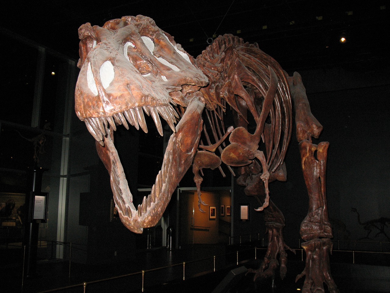 T-Rex, Dinozauras, Tyrannosaurus, Ropliai, Jurassic, Išnykęs, Muziejus, Kaulai, Tikras, Plėšrūnas