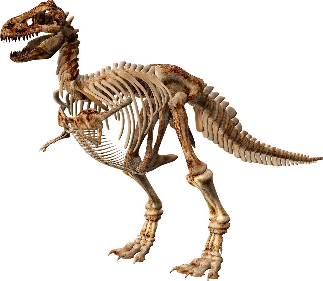 T Rex,  Dinozauras,  Skeletas,  Jurassic,  Rex,  Senovės,  Iškastinis,  T-Rex,  Ropliai,  Dino