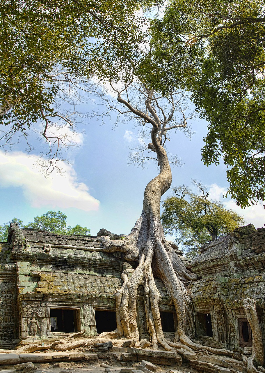 Ta Prohm, Kambodža, Angkor, Wat, Turizmas, Architektūra, Kelionė, Orientyras, Senovės, Sugadinti