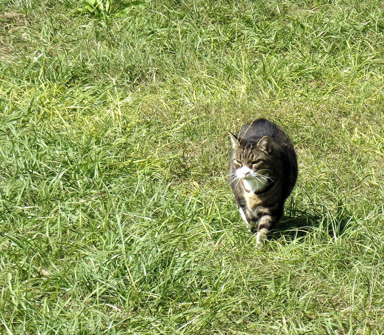 Tabby, Smokingas, Kačių, Katė, Gyvūnas, Kačiukas, Vidaus, Gamta, Saldus, Kailis