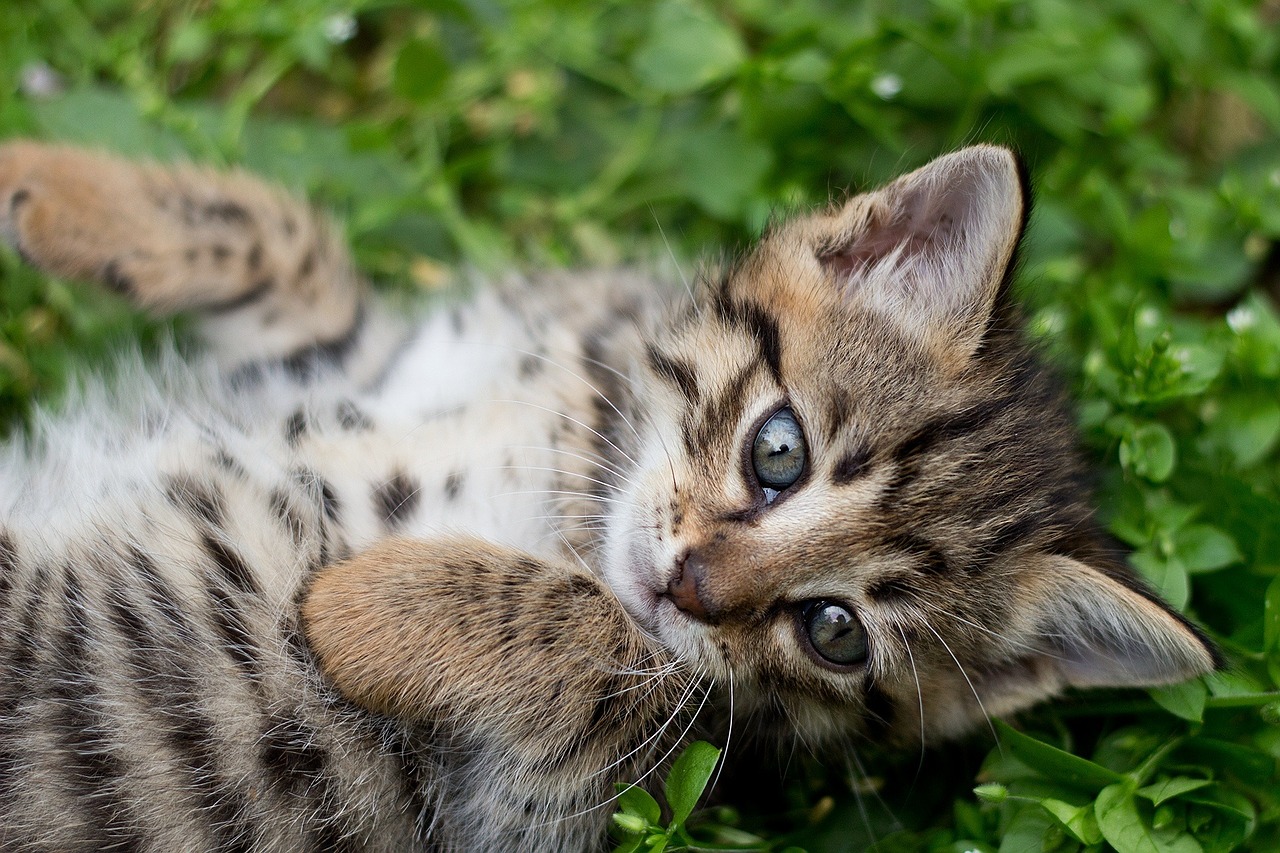 Tabby Kačiukas, Pilka Kačiukas, Laukiniai, Ženklinimas, Pilka, Бенгальский, Ocelotas, Lūšis, Gelbėjimas, Prieglobstis