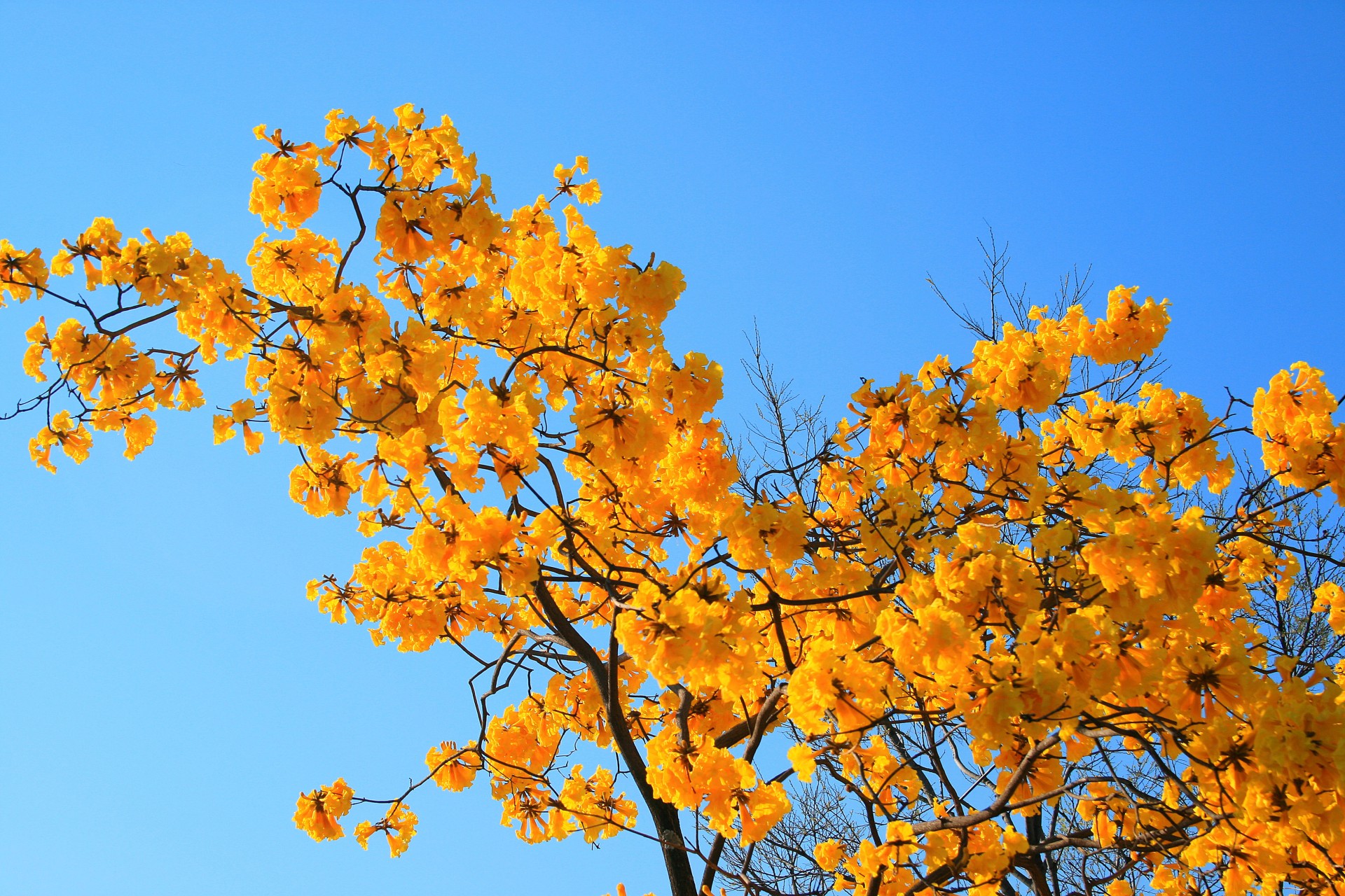 Medis,  Filialai,  Žydi,  Geltona,  Šviesus,  Tabebuia Medis, Nemokamos Nuotraukos,  Nemokama Licenzija