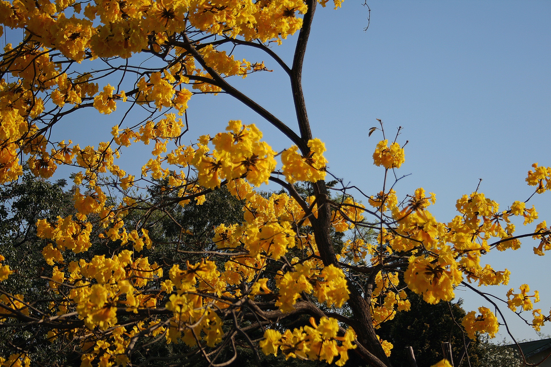 Medis,  Gėlės,  Žydėjimas,  Geltona,  Šviesus,  Tabebuia Medis Gėlės, Nemokamos Nuotraukos,  Nemokama Licenzija