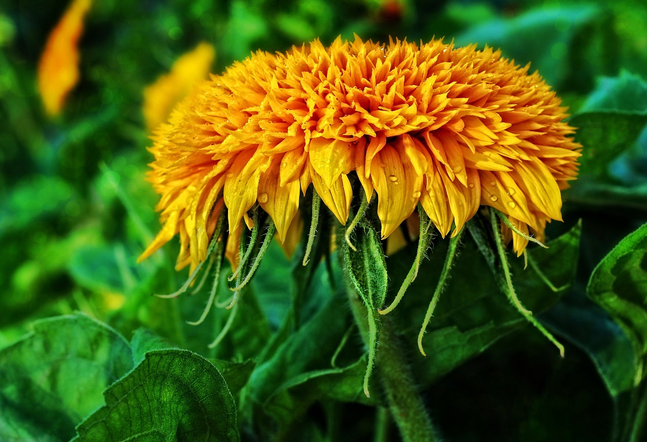 Tagetes, Gėlė, Žiedas, Žydėti, Geltona, Vasaros Gėlė, Nemokamos Nuotraukos,  Nemokama Licenzija