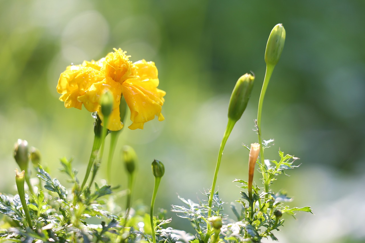 Tagetes,  Po Lietaus,  Geltona,  Šviežias,  Lietaus Lašai,  Augalų,  Gėlė,  Lapų,  Vasara,  Natūralus