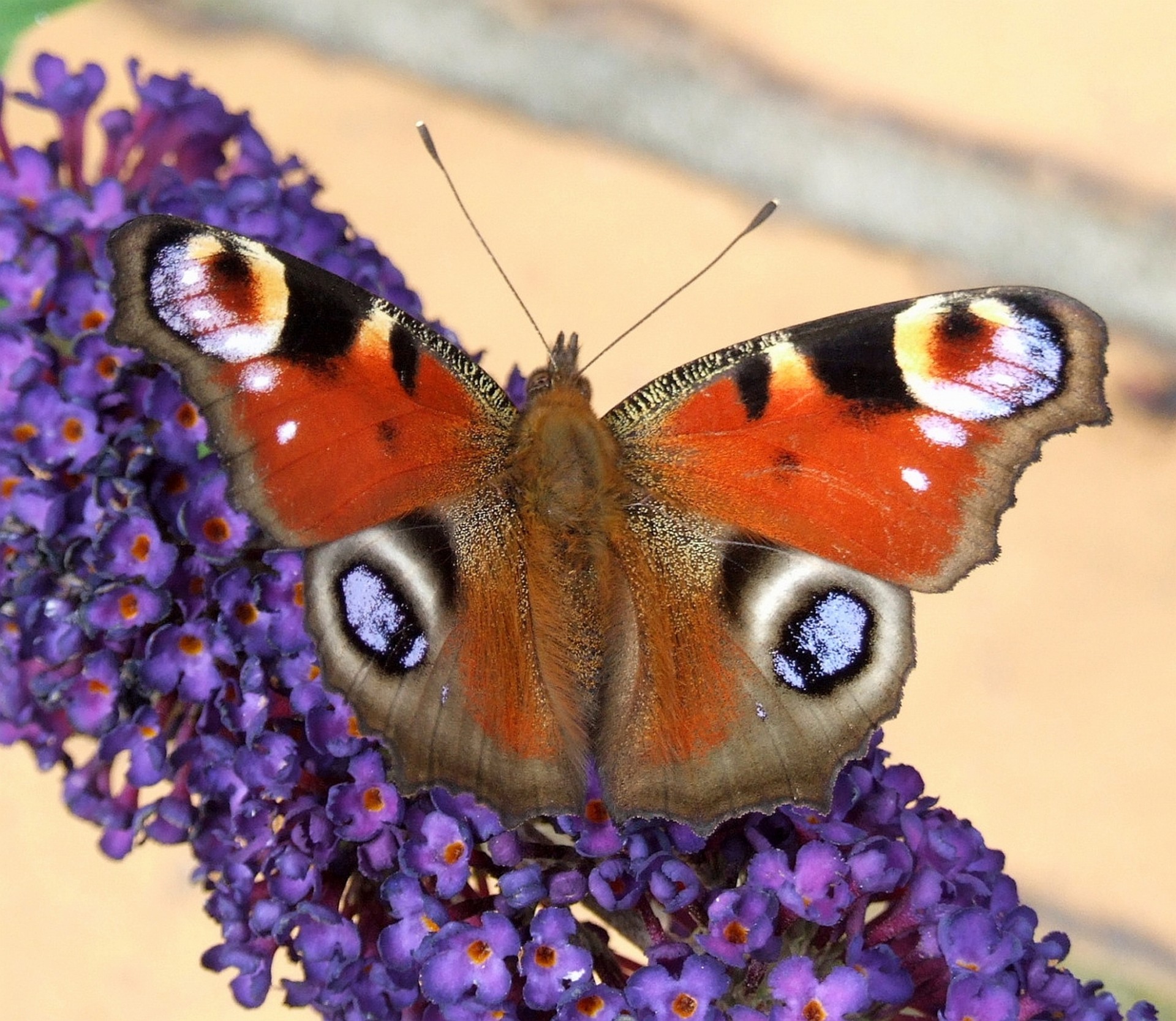 Drugelis,  Vasara,  Sodas,  Gėlės,  Gėlė,  Nektaras,  Čiulpia,  Nymphalidae,  Europa,  Asija