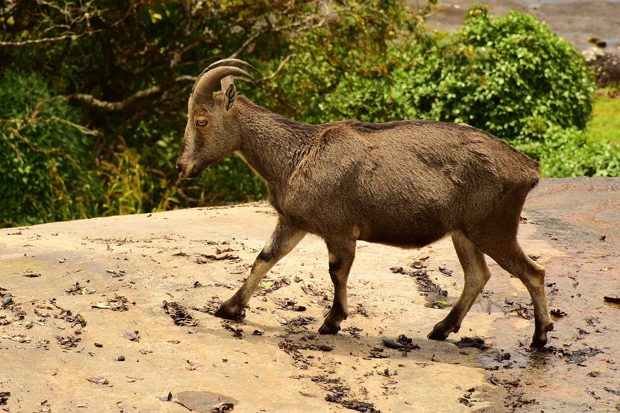 Tahr, Kalnu Ozka, Indija, Ožka, Gyvūnas, Laukinė Gamta, Nemokamos Nuotraukos,  Nemokama Licenzija