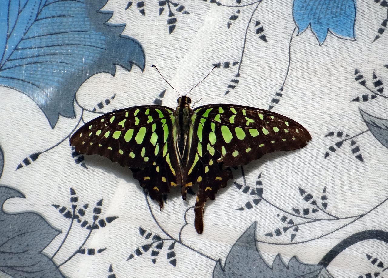 Tailed Jay, Drugelis, Vabzdys, Drugeliai, Makro, Indija, Nemokamos Nuotraukos,  Nemokama Licenzija