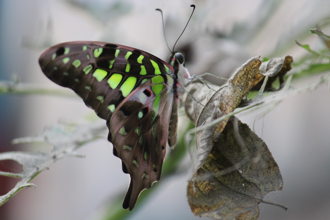 Tailed Jay Butterfly, Laukinė Gamta, Gamta, Gyvūnas, Nemokamos Nuotraukos,  Nemokama Licenzija